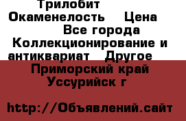 Трилобит Asaphus. Окаменелость. › Цена ­ 300 - Все города Коллекционирование и антиквариат » Другое   . Приморский край,Уссурийск г.